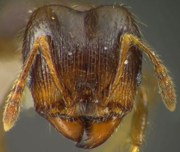 Media type: image;   Entomology 34192 Aspect: head frontal view